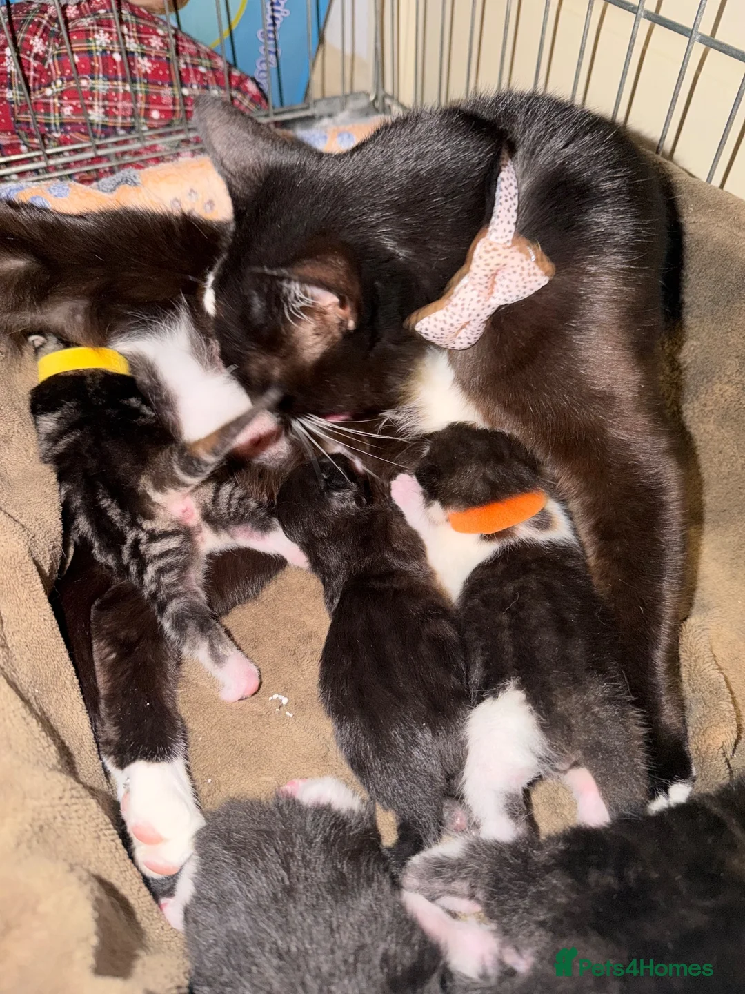 Mixed Breed cats for sale: 🍊 Final Boy For Foreverhome - Advert 6