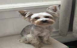 Yorkshire Terrier dogs for sale: Gorgeous yorkshire terrier puppies - Advert 3