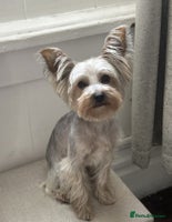 Yorkshire Terrier dogs Gorgeous yorkshire terrier puppies - Advert 13