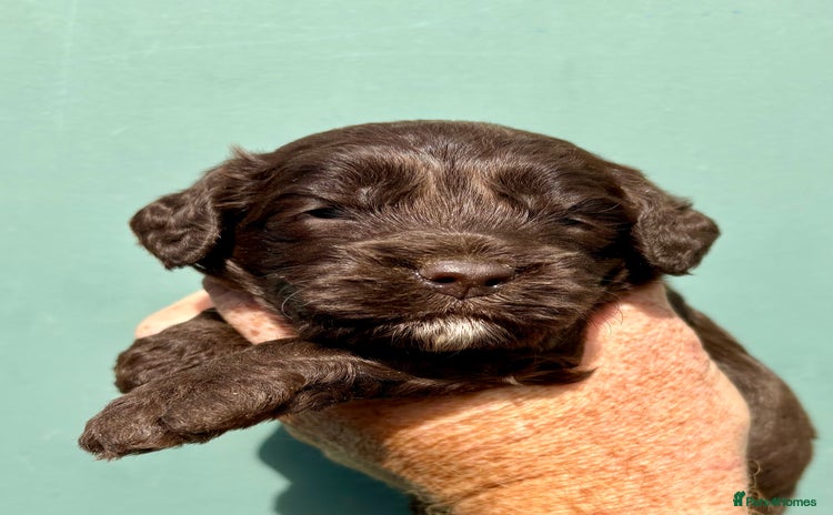 Cockapoo dogs - Advert 1