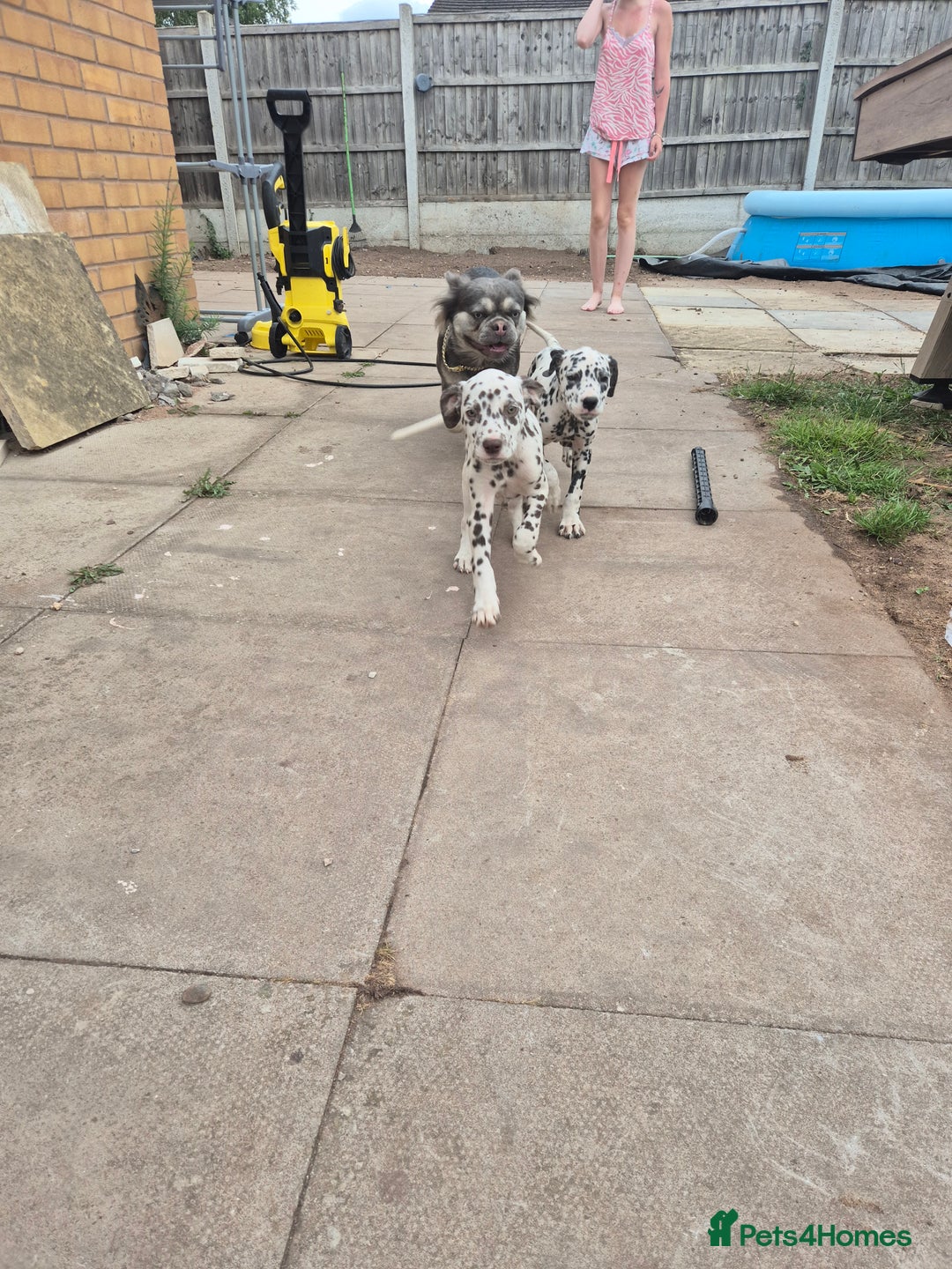 Dalmatian dogs for sale: Beautiful boy pups ready for a forever home - Image 5