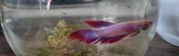 Bettas fish for sale: Male betta in Stourbridge - Advert 2