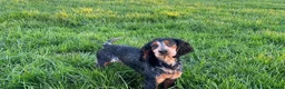 Cocker Spaniel dogs for sale: Stunning cocker spaniels  - Advert 8
