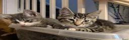 Mixed Breed cats for sale: Beautiful mixed breed Kittens  - Advert 7