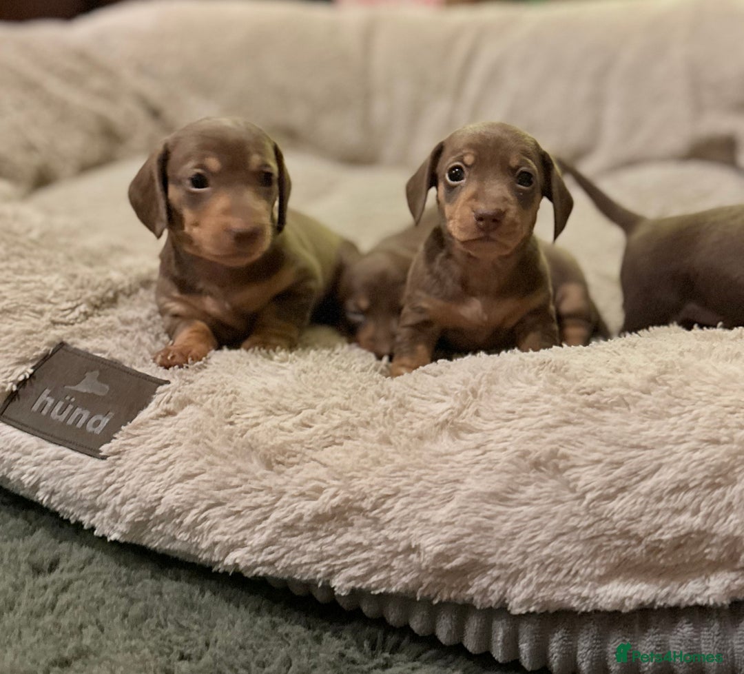 Miniature Dachshund dogs for sale: Gorgeous Chocolate & tan Miniature Dachshunds - Advert 34