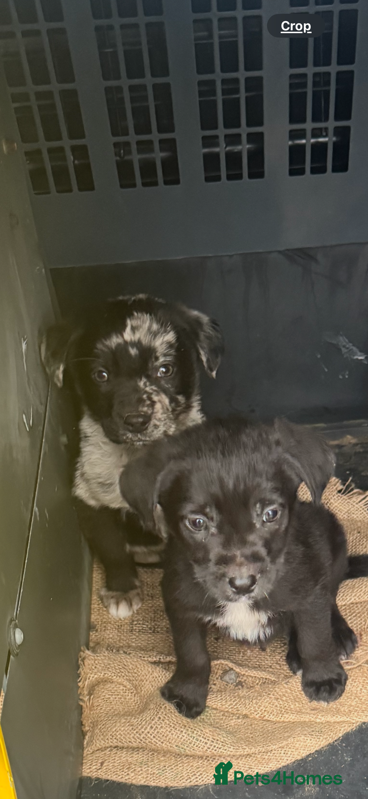 Mixed Breed dogs 🔥  6 collie x Labrador pups 🔥 - Advert 2