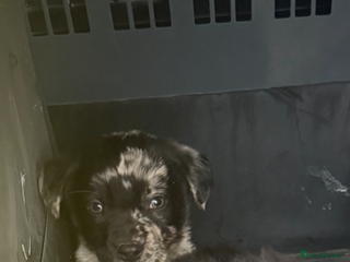 Mixed Breed dogs 🔥 6 collie x Labrador pups 🔥 - Advert 2