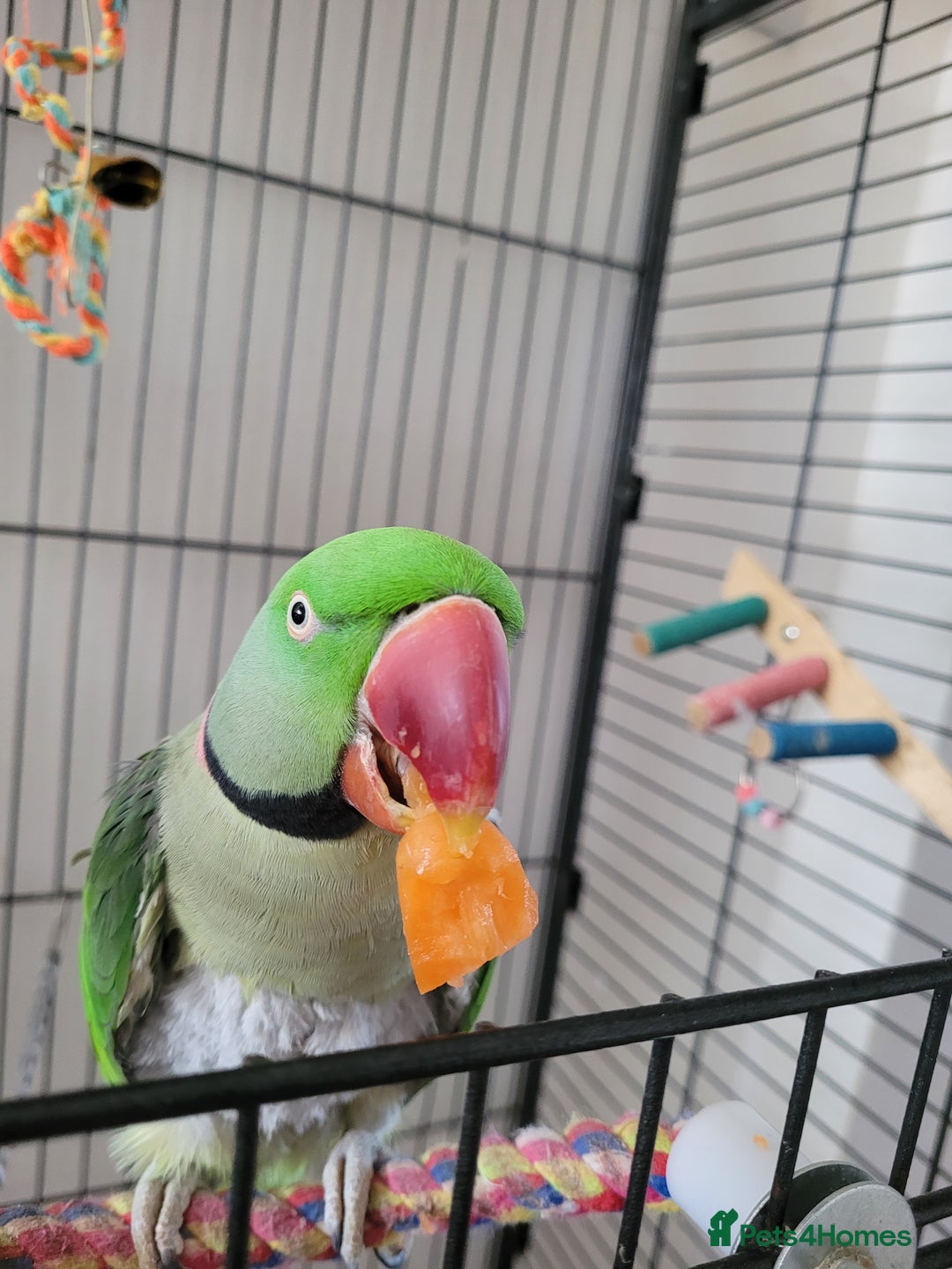 Parakeets birds for sale: Aexandrine parrot male - Image 3