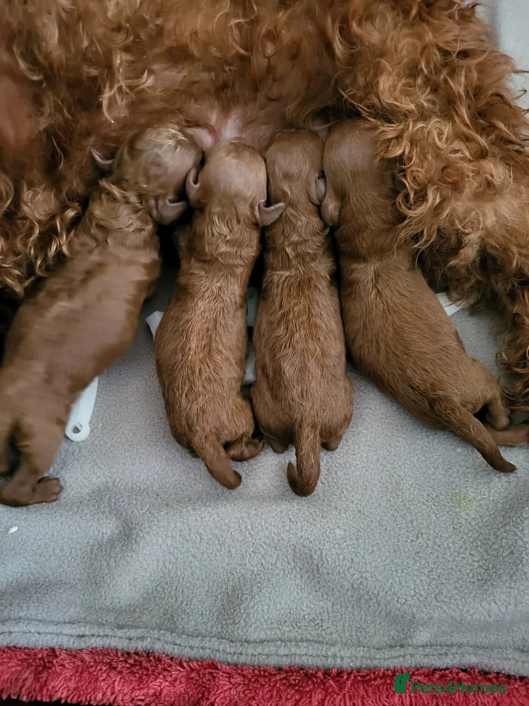 Toy Poodle dogs for sale: Gorgeous Red Toy Poodle Puppy - Advert 7