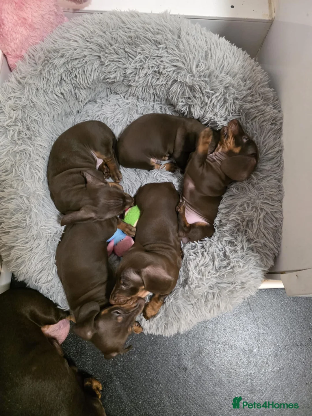 Miniature Dachshund dogs for sale: Extra miniature dachshund pupies - Advert 2