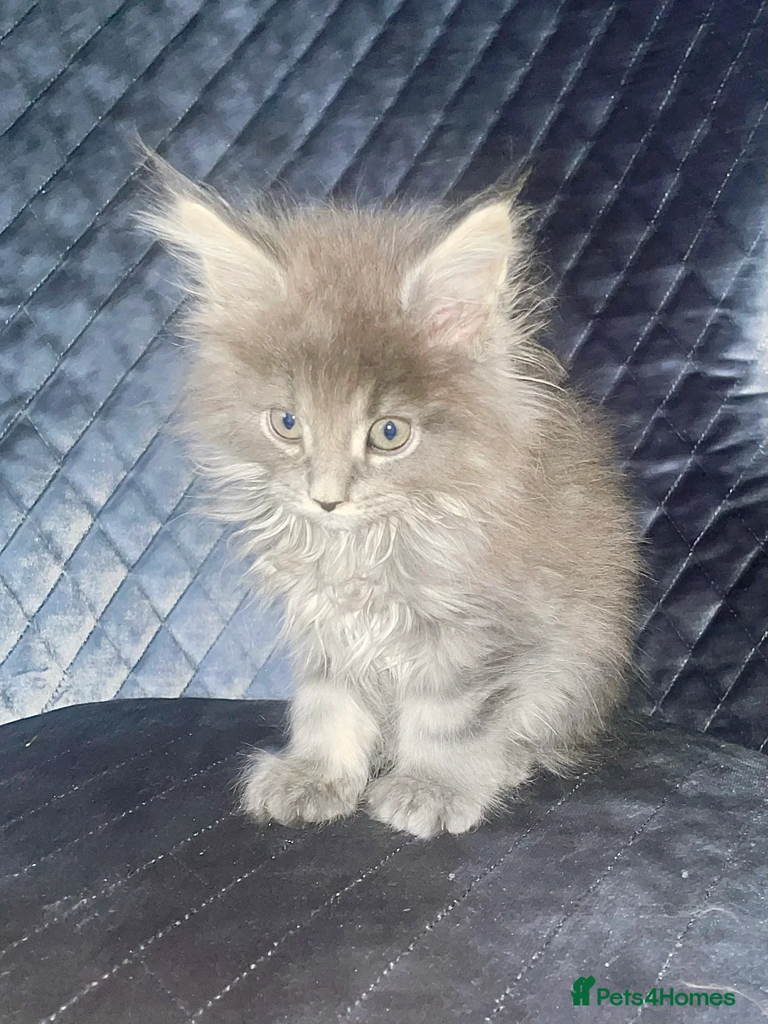Maine Coon cats for sale: Giant Russian Mainecoons Kittens - Advert 32