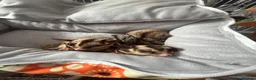 Sugar Glider rodents for sale: 5 sugar gliders - Advert 4