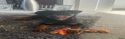 Rottweiler dogs for sale: Rottweiler kc reg - Advert 4
