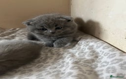 Scottish Fold cats for sale: Scottish fold kittens ready for reservation. - Image 8