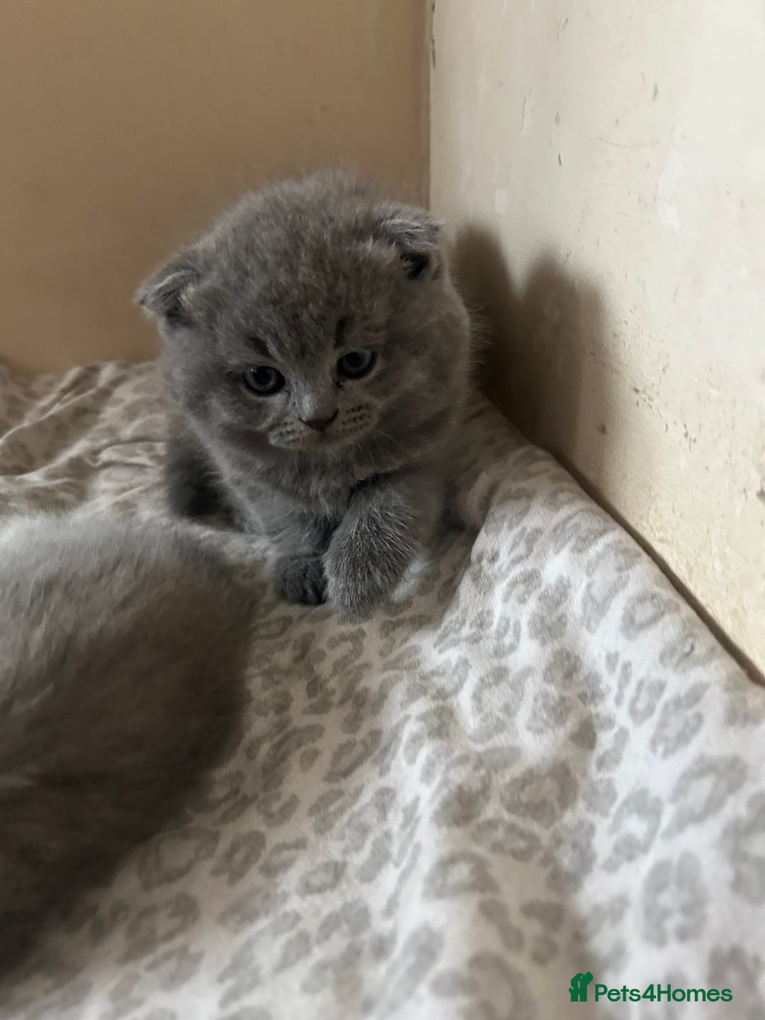 Scottish Fold cats for sale: Scottish fold kittens ready for reservation. - Image 8