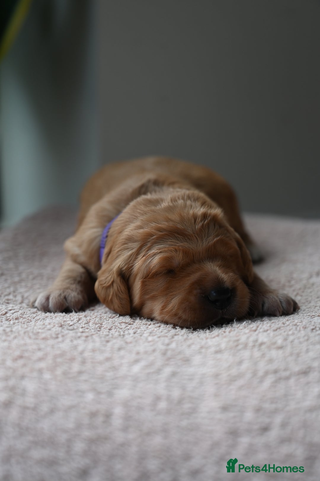 Golden Retriever dogs for sale: Golden Retriever pups for sale - Advert 18