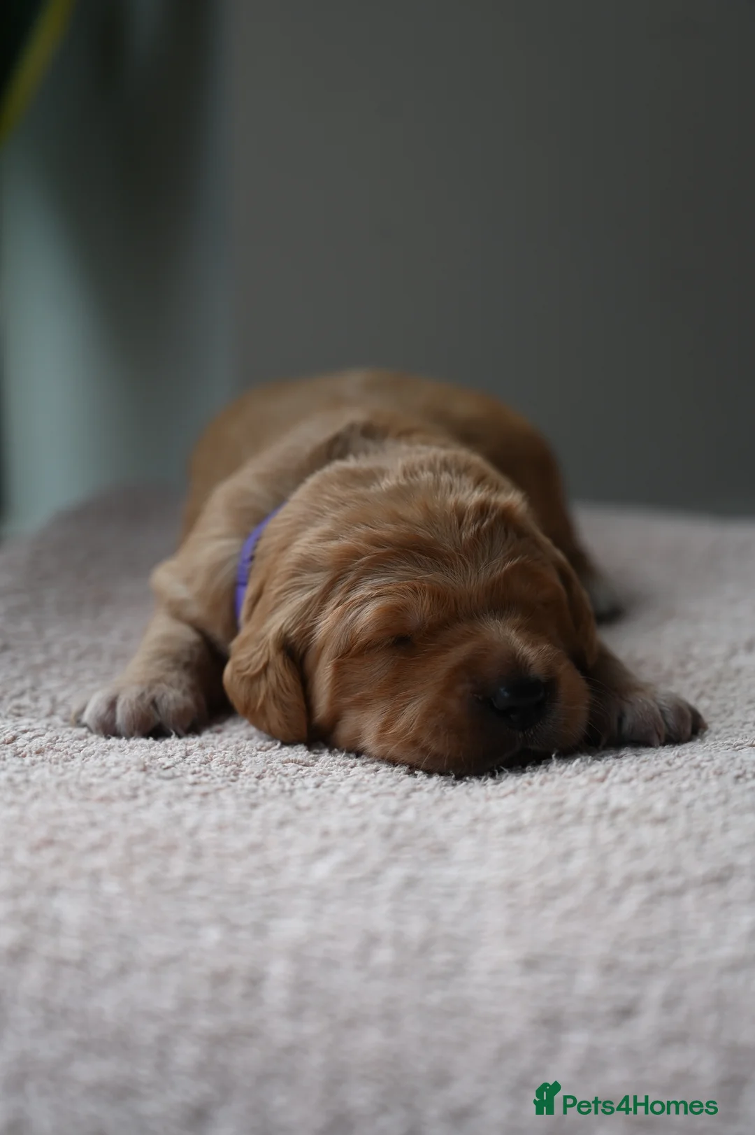 Golden Retriever dogs for sale: Golden Retriever pups for sale - Advert 19