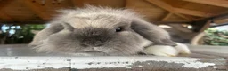 Mini Lop rabbits for sale: Mini lop - Advert 3