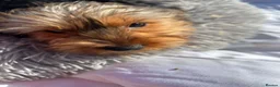 Yorkshire Terrier dogs for sale: Yorkshire terriers  - Advert 31