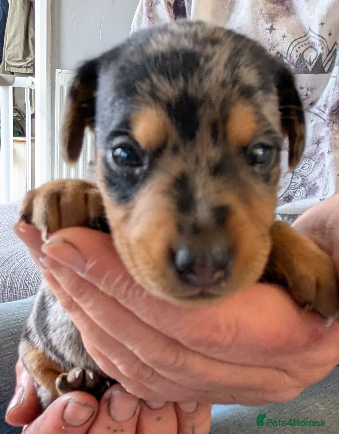 Mixed Breed dogs for sale: 6 stunning jackshund puppies ready to leave now - Image 18