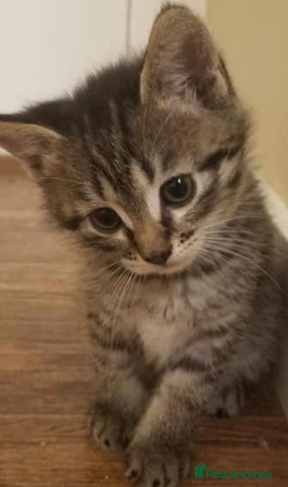 Mixed Breed cats cute kittens (ready now) - Advert 1