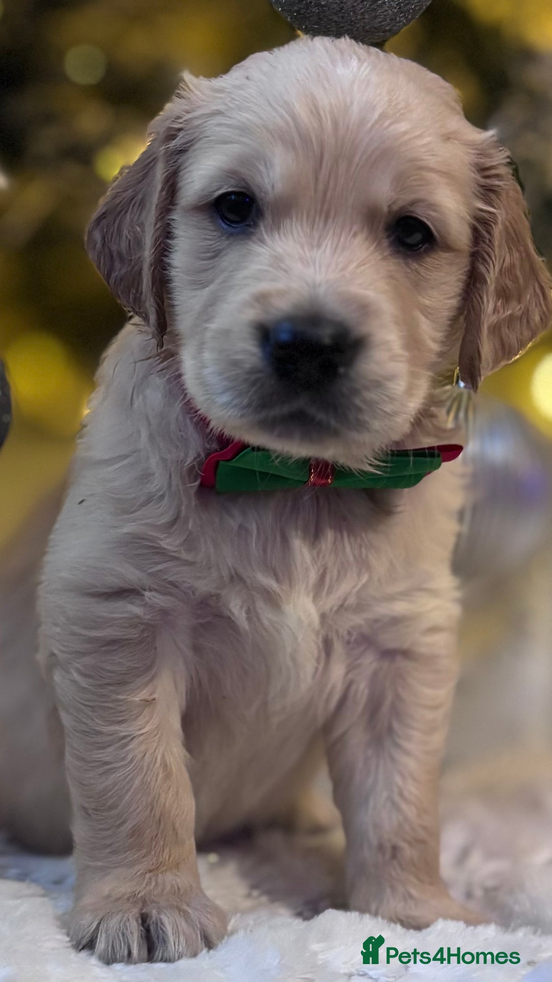 Golden Retriever dogs for sale: champion lines kc golden retriever puppies  - Advert 8