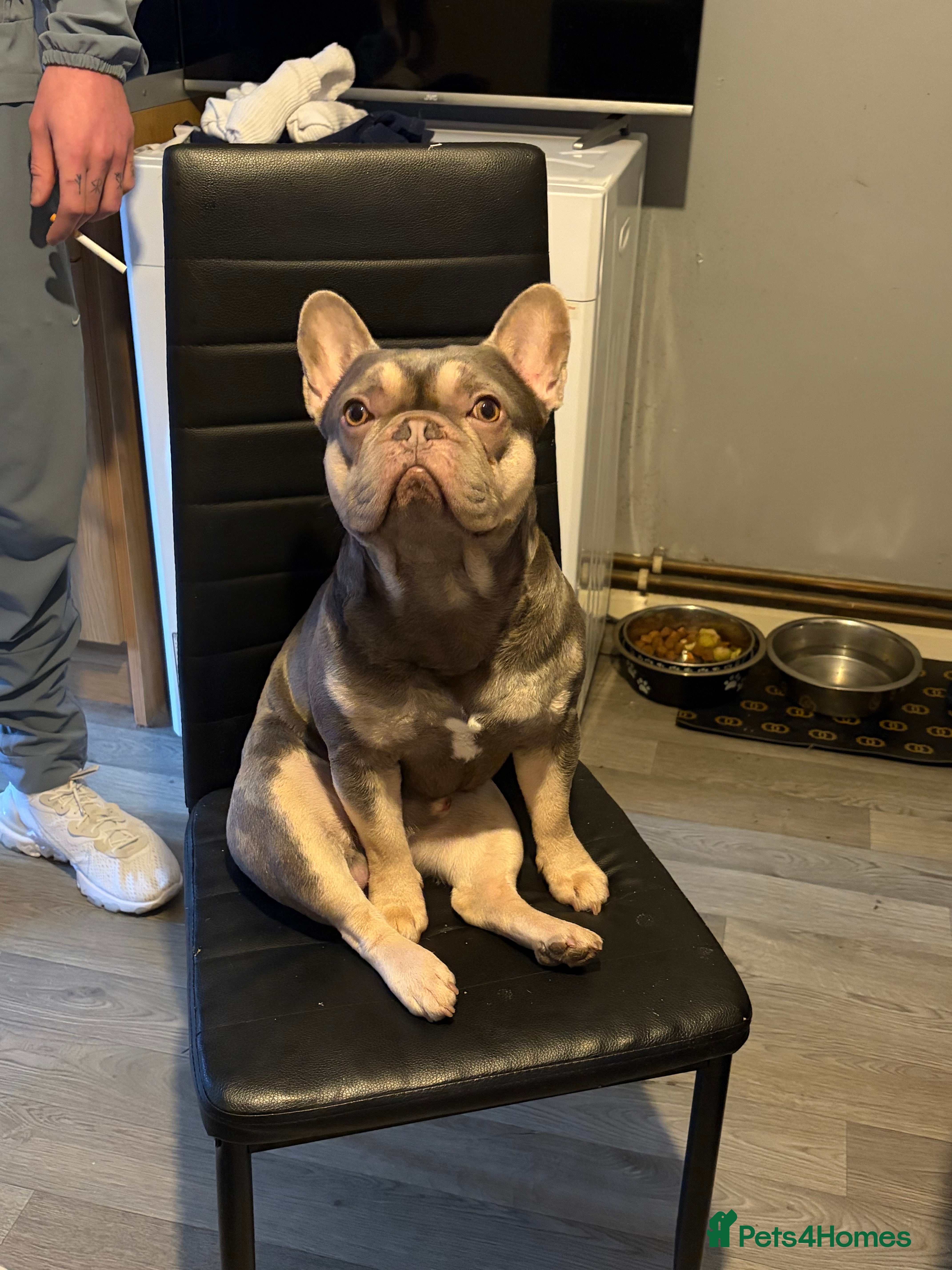 French Bulldog dogs Male French bulldog  - Advert 1