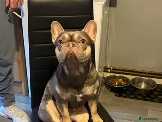 French Bulldog dogs Male French bulldog - Advert 1