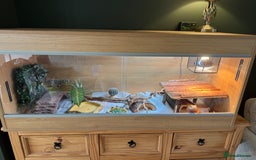 Bearded Dragon reptiles for sale: Bearded dragon and complete vivarium - Image 2