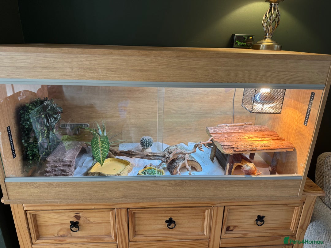 Bearded Dragon reptiles for sale: Bearded dragon and complete vivarium - Image 2