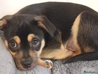 Mixed Breed dogs Pug X Collie pups (Pugollies) 3 Boys 1 Girl - Advert 12