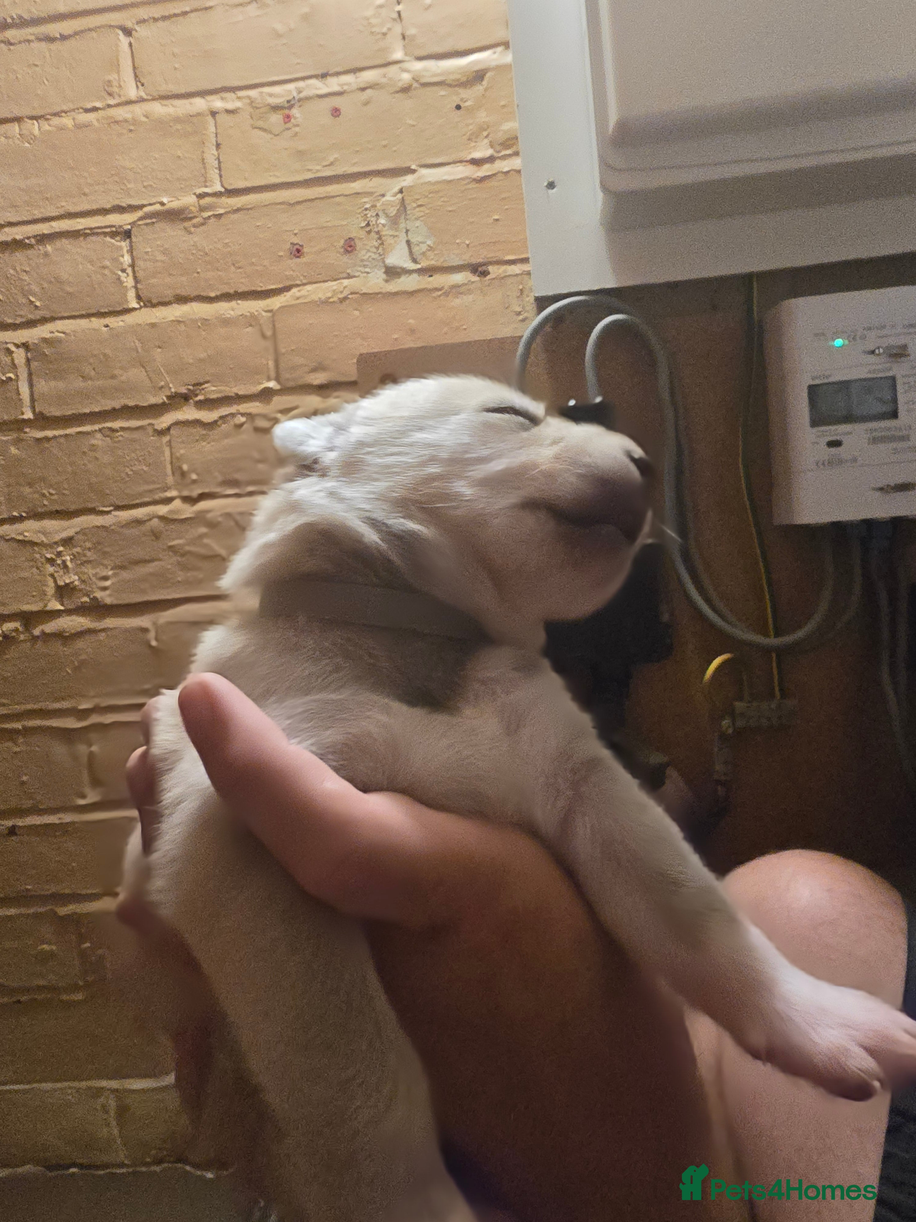 Siberian Husky dogs ​Beautiful Siberian Husky Pups Born Eclipse Night - Advert 2