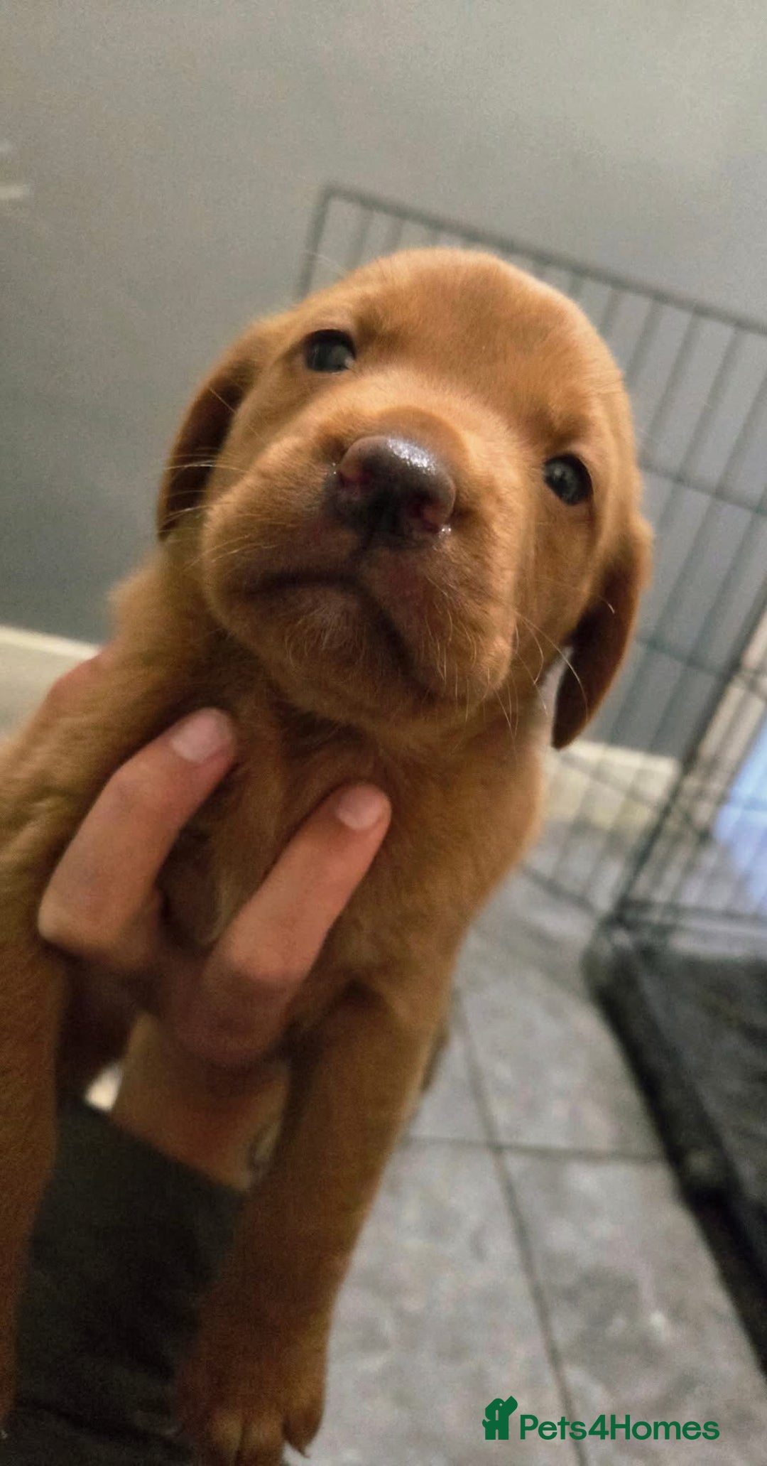 Labradoodle dogs for sale: LABRADOODLE PUPPYS - Image 6