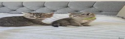 British Shorthair cats for sale: 2 girls and 1 boy in Tilbury - Advert 8
