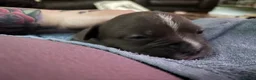 American Bully dogs for sale: American pocket bulldogs Hand reared from birth. - Advert 3