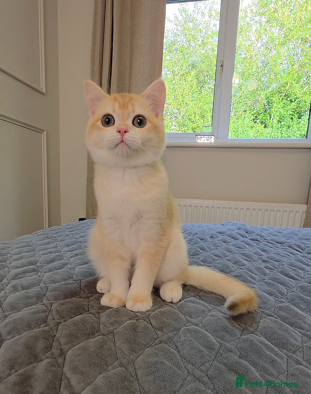 British Shorthair cats GCCF Lilac & Chocolate Golden Kittens | Ready Now - Advert 2
