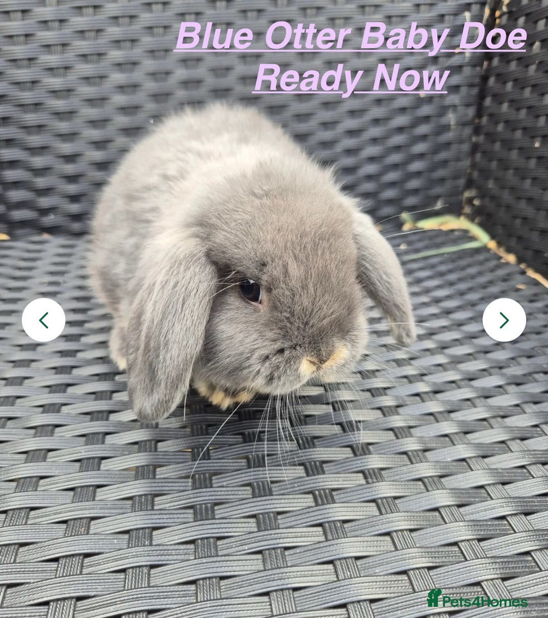 Mini Lop rabbits for sale: Mini Lops Bunnies. READ DESCRIPTION - Updated 22/7 in Chard - Image 19