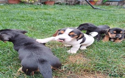 Mixed Breed dogs for sale: Jack Russell and Coker Spaniel  - Image 11