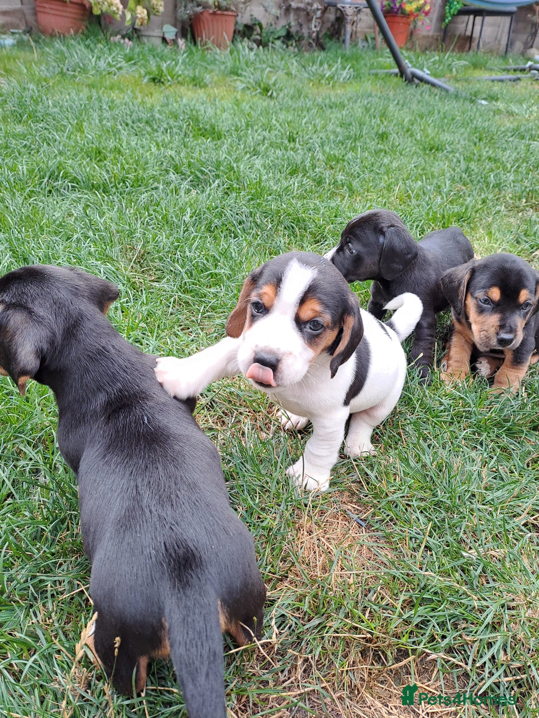 Mixed Breed dogs for sale: Jack Russell and Coker Spaniel  - Image 11