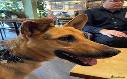 Mixed Breed dogs for adoption: Stunning Alfonz ready for love - Image 7