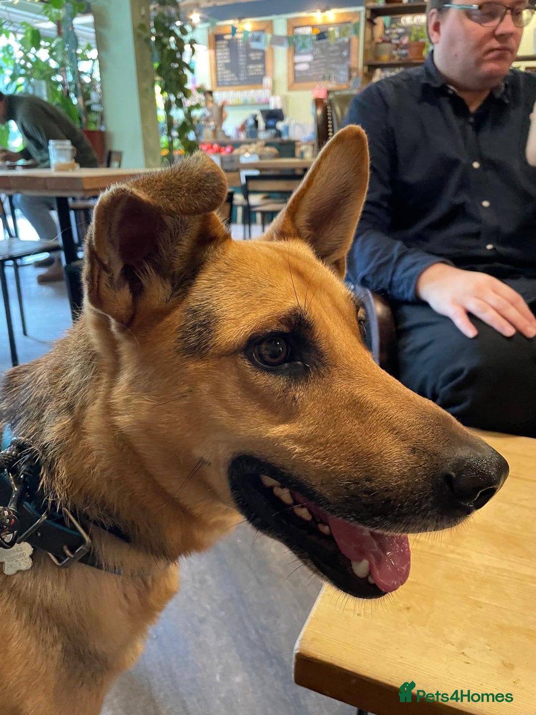 Mixed Breed dogs for adoption: Stunning Alfonz ready for love - Image 7