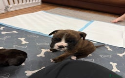 Boxer dogs for sale: Boxer puppies  - Image 9