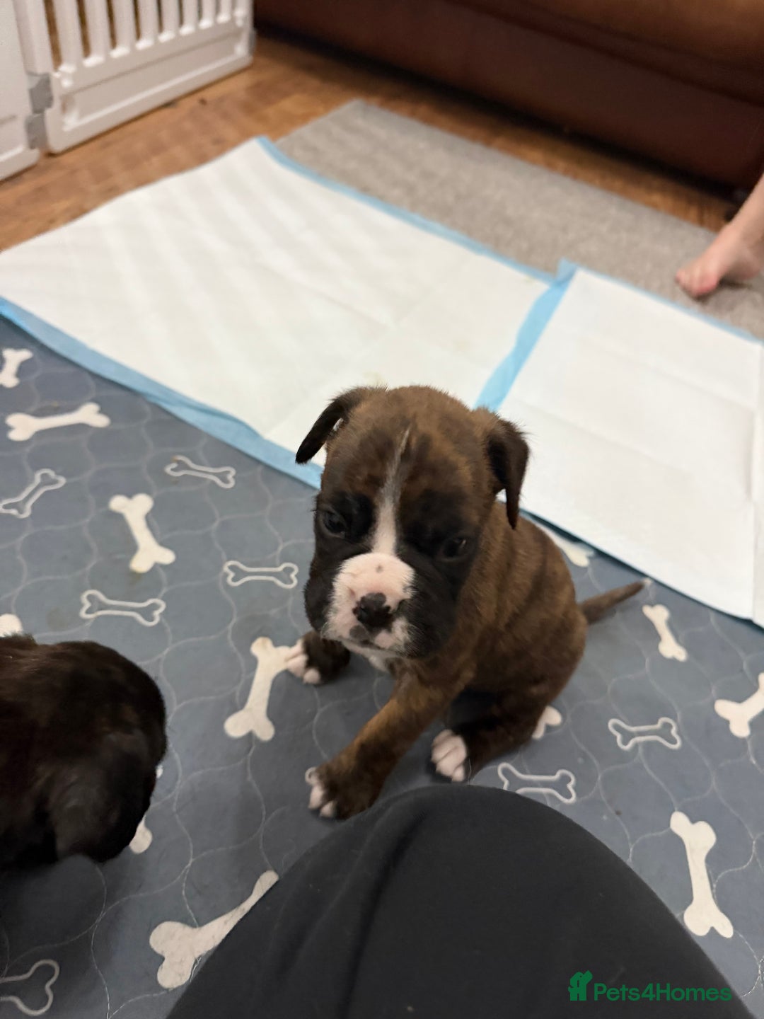 Boxer dogs for sale: Boxer puppies  - Image 9