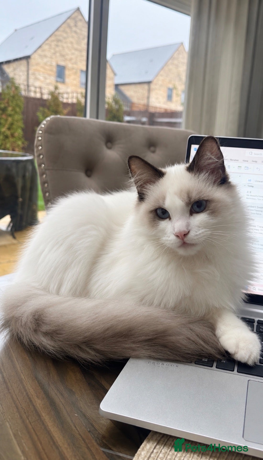 Ragdoll cats for sale: Beautiful Bi-Colour Ragdoll 💙 - Advert 9