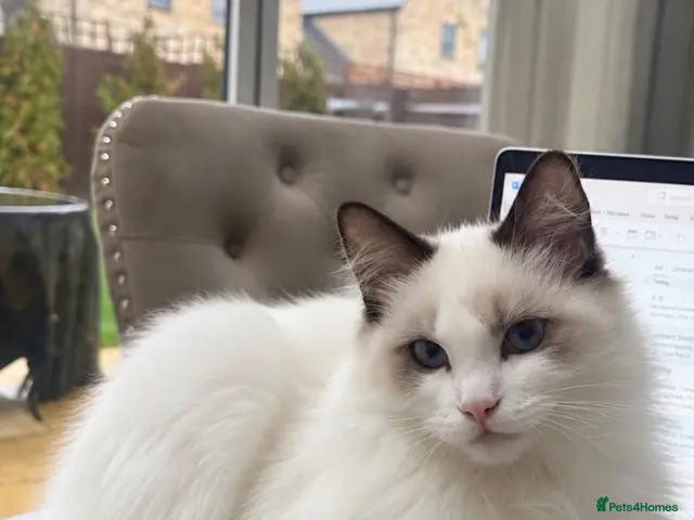 Ragdoll cats for sale: Beautiful Bi-Colour Ragdoll 💙 - Advert 9