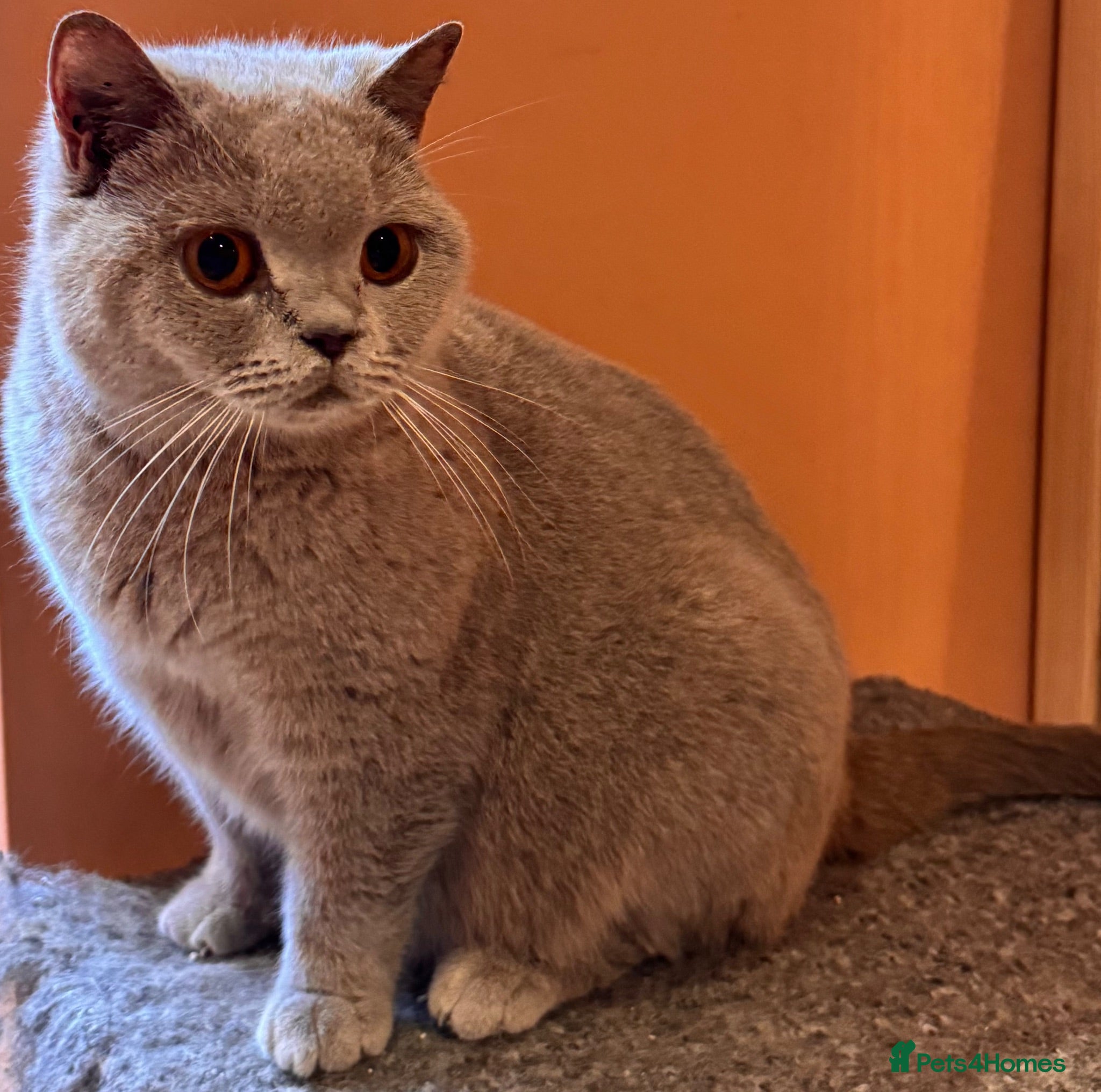 British Shorthair cats Stunning BSH kittens for sale!! - Advert 1