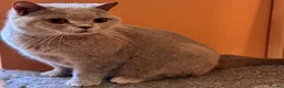British Shorthair cats for sale: Stunning BSH kittens for sale!! - Advert 1
