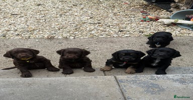Cocker Spaniel dogs - Advert 2