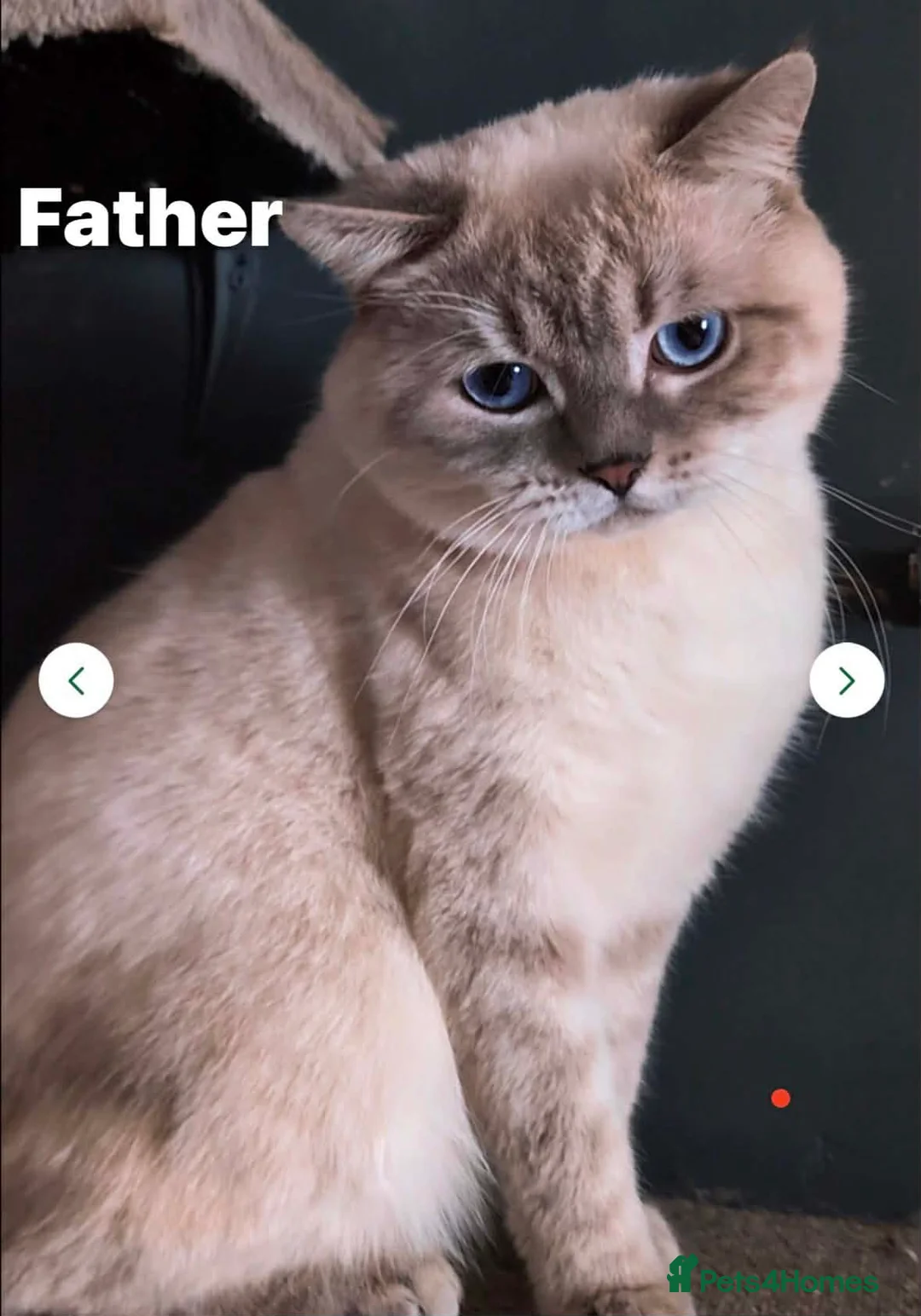 British Shorthair cats for sale: British Shorthair Blue & White Bicolor Kitten  in Dagenham - Advert 7