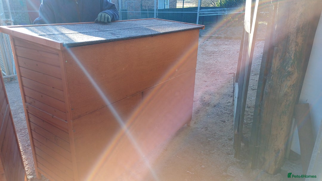 Mixed Breed rabbits for sale: 2 pets at home rabbit hutches  - Advert 10